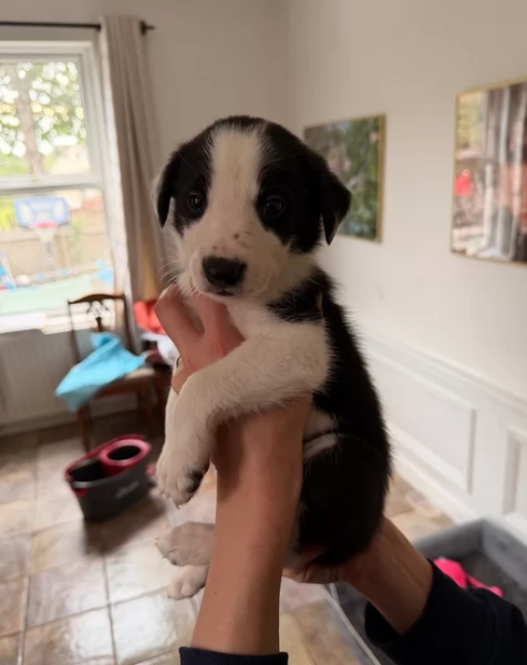 Border Collie cucciolo per adozione | Foto 0