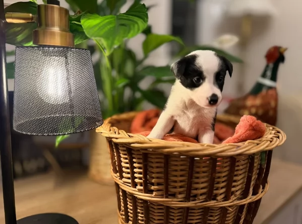 Border Collie cucciolo per adozione | Foto 3