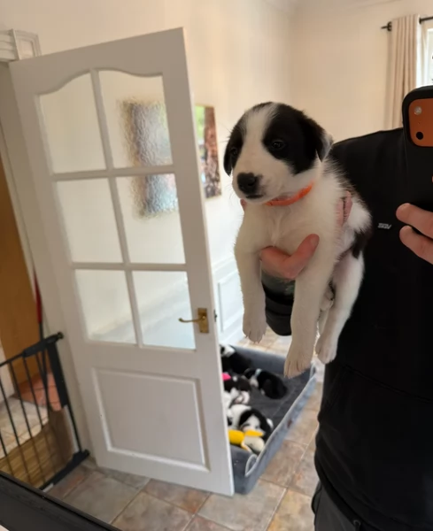 Border Collie cucciolo per adozione