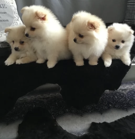 adorabili cuccioli di toy pomerania per adozione | Foto 4