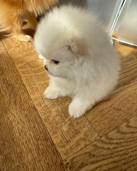 adorabili cuccioli di toy pomerania per adozione | Foto 2