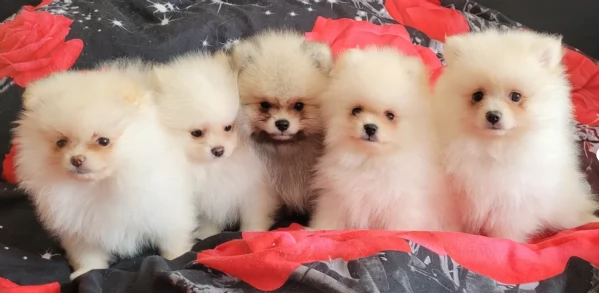 adorabili cuccioli di toy pomerania per adozione | Foto 3