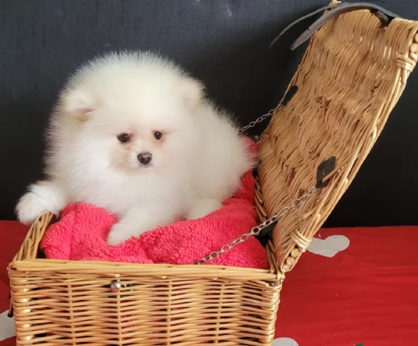 adorabili cuccioli di toy pomerania per adozione | Foto 0