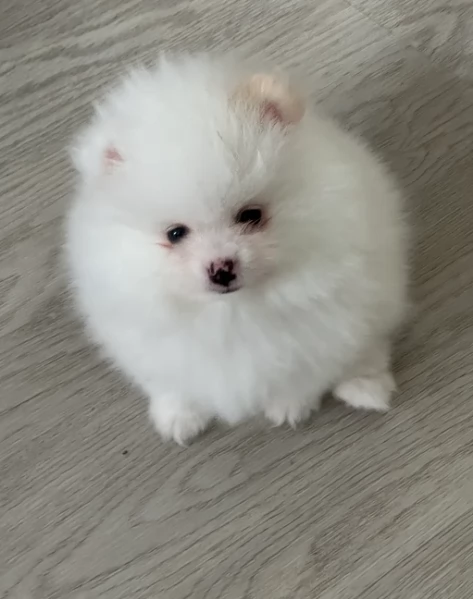 adorabili cuccioli di toy pomerania per adozione | Foto 4