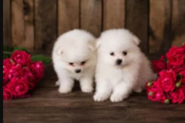 adorabili cuccioli di toy pomerania per adozione | Foto 0