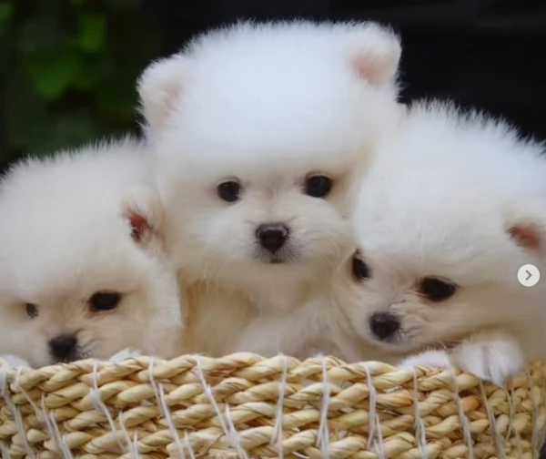 adorabili cuccioli di toy pomerania per adozione