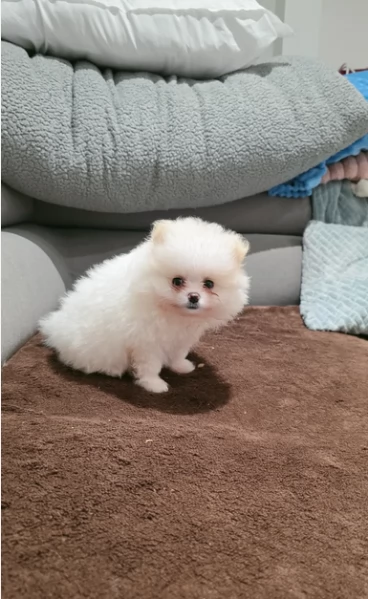 adorabili cuccioli di toy pomerania per adozione | Foto 1