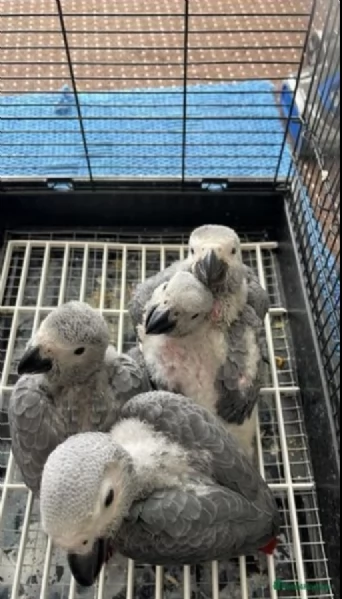 Pappagalli cenerini africani super addomesticati e molto coccolosi  | Foto 0