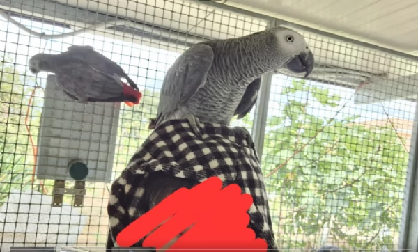 Pappagalli cenerini africani super addomesticati e molto coccolosi  | Foto 3