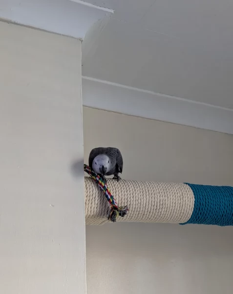 Pappagalli cenerini africani super addomesticati e molto coccolosi  | Foto 3