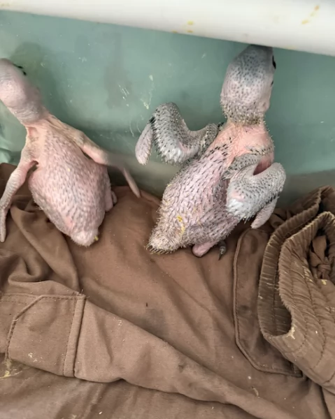 Pappagalli cenerini africani super addomesticati e molto coccolosi  | Foto 0