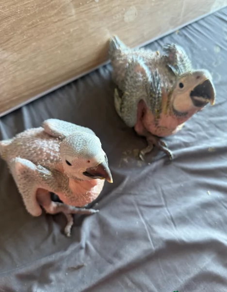 Pappagalli cenerini africani super addomesticati e molto coccolosi 