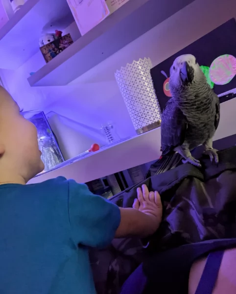 Pappagalli cenerini africani super addomesticati e molto coccolosi  | Foto 1