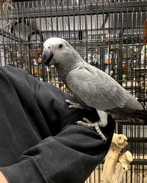 Pappagalli cenerini africani super addomesticati e molto coccolosi  | Foto 2