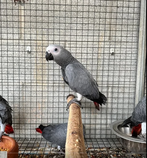Pappagalli cenerini africani super addomesticati e molto coccolosi  | Foto 4