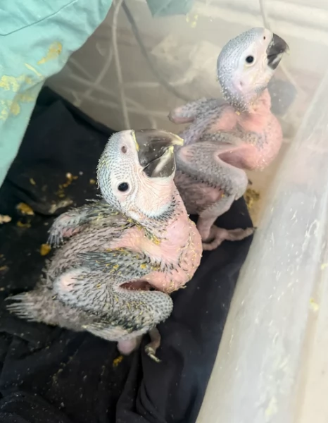 Pappagalli cenerini africani super addomesticati e molto coccolosi  | Foto 3