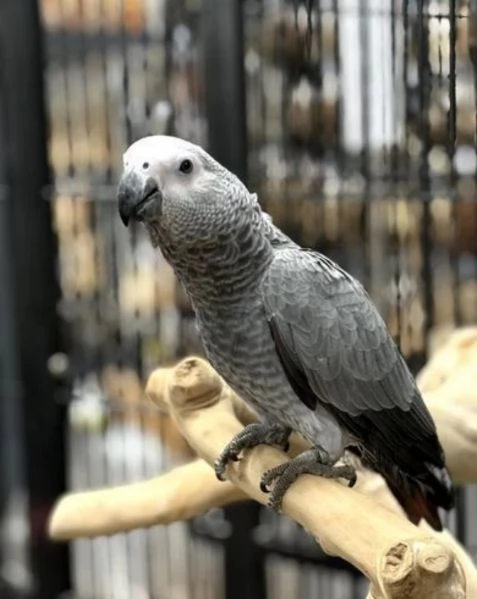 Pappagalli cenerini africani super addomesticati e molto coccolosi  | Foto 5