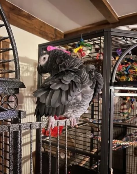 Pappagalli cenerini africani super addomesticati e molto coccolosi  | Foto 4