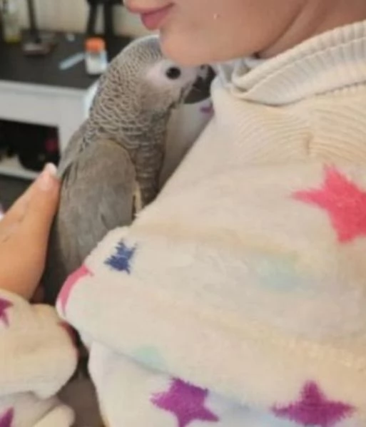 Pappagalli cenerini africani super addomesticati e molto coccolosi  | Foto 0