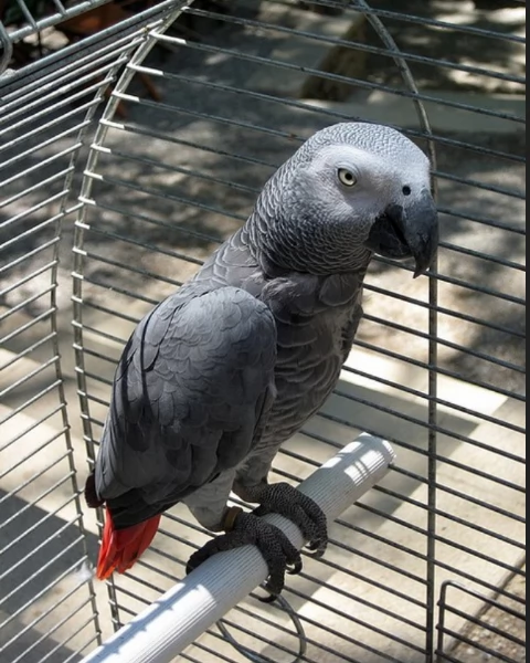 Pappagalli cenerini africani super addomesticati e molto coccolosi  | Foto 0