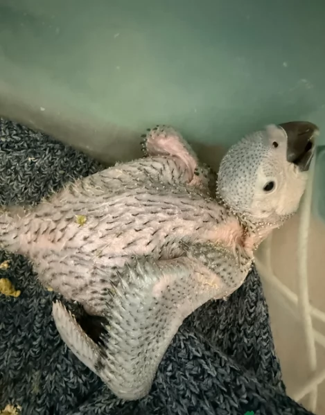 Pappagalli cenerini africani super addomesticati e molto coccolosi  | Foto 3