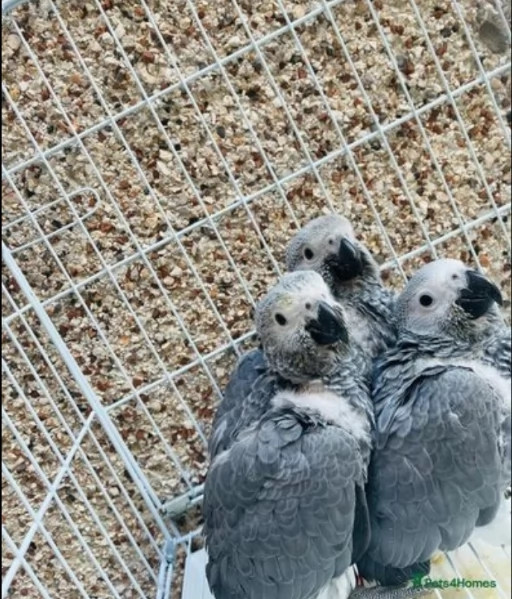 Pappagalli cenerini africani super addomesticati e molto coccolosi  | Foto 2