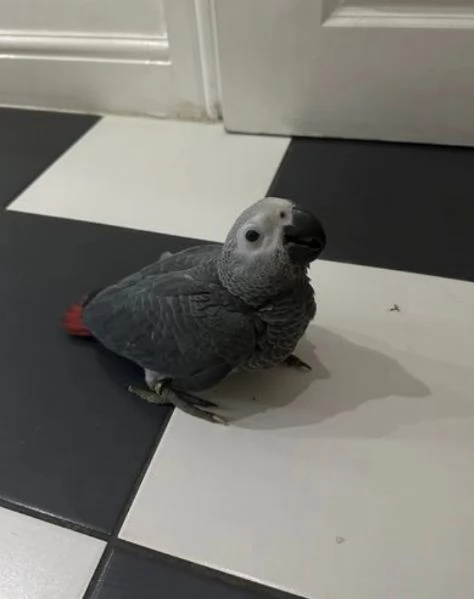 Pappagalli cenerini africani super addomesticati e molto coccolosi  | Foto 1