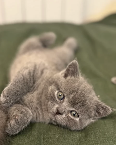 Gattini British Shorthair per adozione | Foto 1