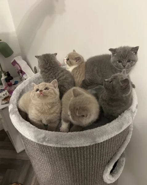 Gattini British Shorthair per adozione