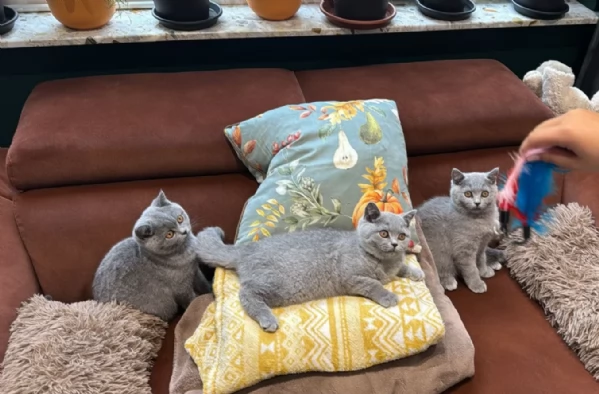 Gattini British Shorthair per adozione | Foto 1