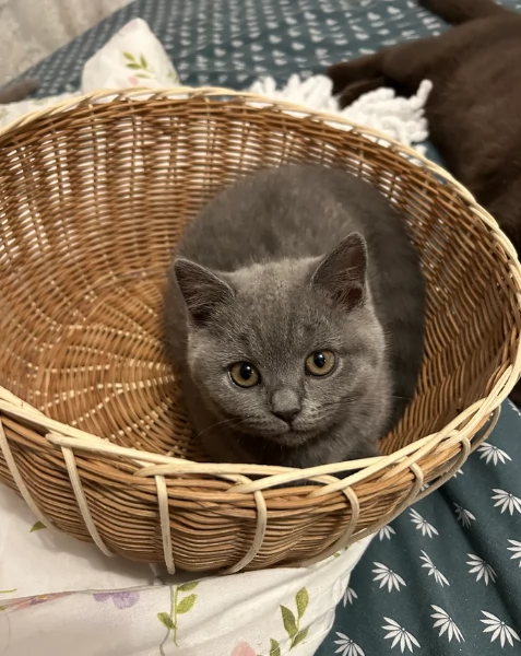 Gattini British Shorthair per adozione | Foto 6