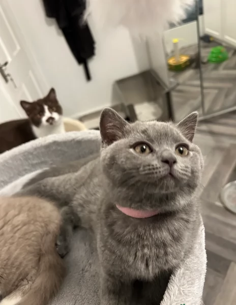 Gattini British Shorthair per adozione | Foto 5