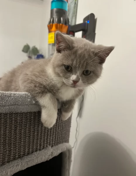 Gattini British Shorthair per adozione | Foto 4