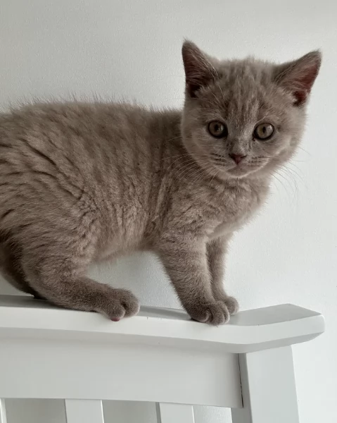 Gattini British Shorthair per adozione | Foto 0