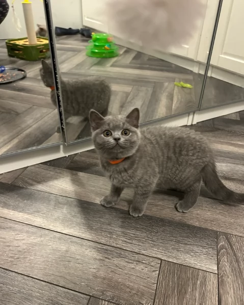 Gattini British Shorthair per adozione | Foto 0