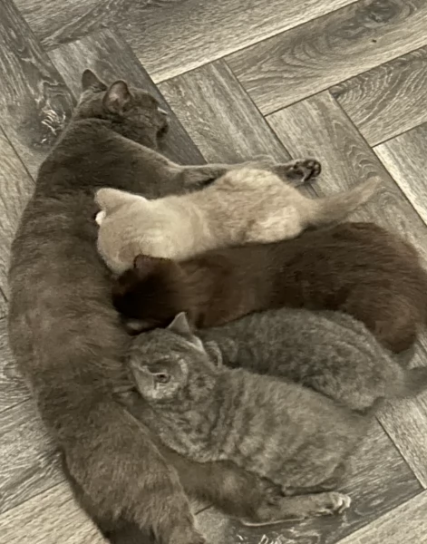 Gattini British Shorthair per adozione