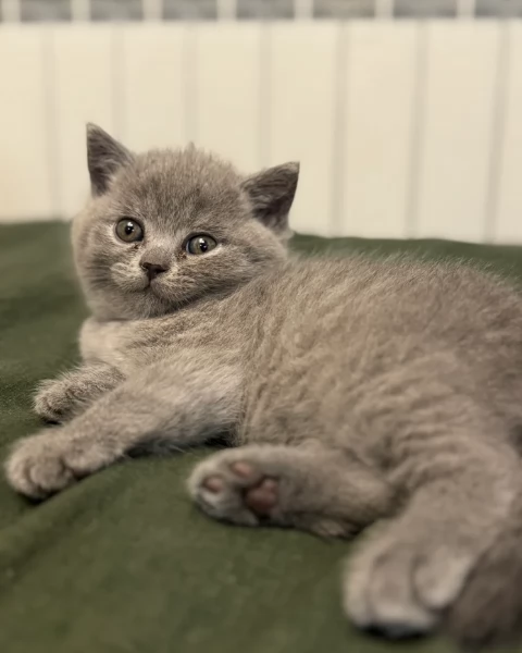 Gattini British Shorthair per adozione | Foto 3