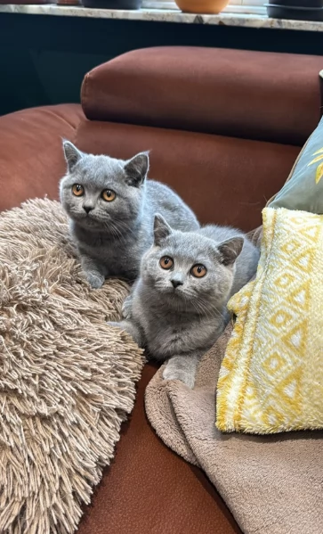Gattini British Shorthair per adozione | Foto 1