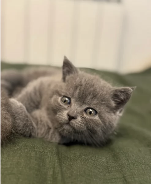 Gattini British Shorthair per adozione