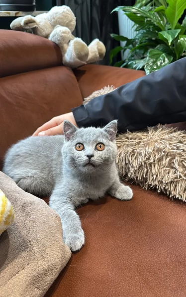 Gattini British Shorthair per adozione | Foto 2