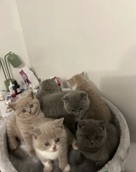 Gattini British Shorthair per adozione
