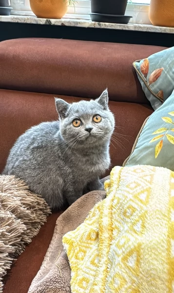 Gattini British Shorthair per adozione | Foto 0