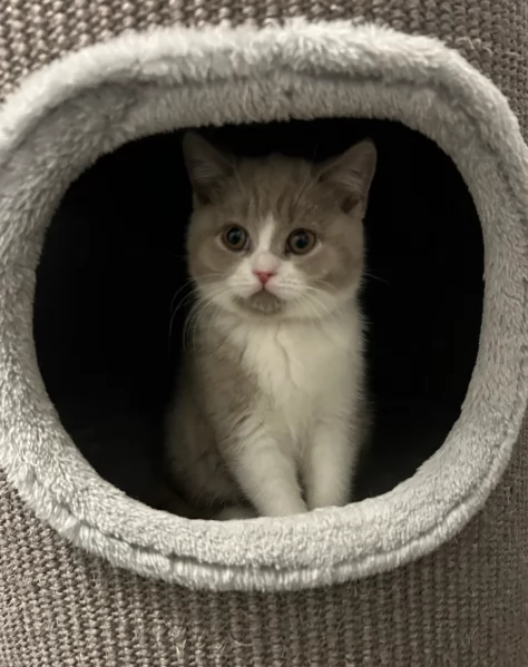 Gattini British Shorthair per adozione | Foto 0