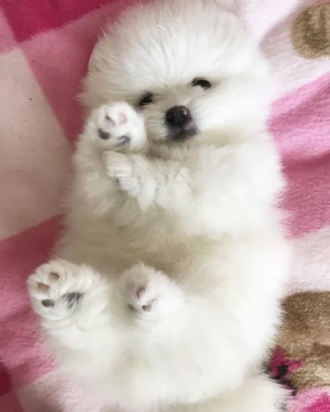 Cuccioli di Pomerania Volpino Mini Toy | Foto 2