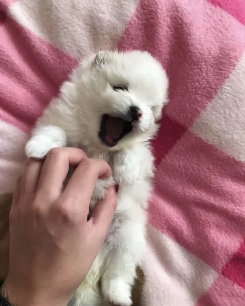 Cuccioli di Pomerania Volpino Mini Toy | Foto 1