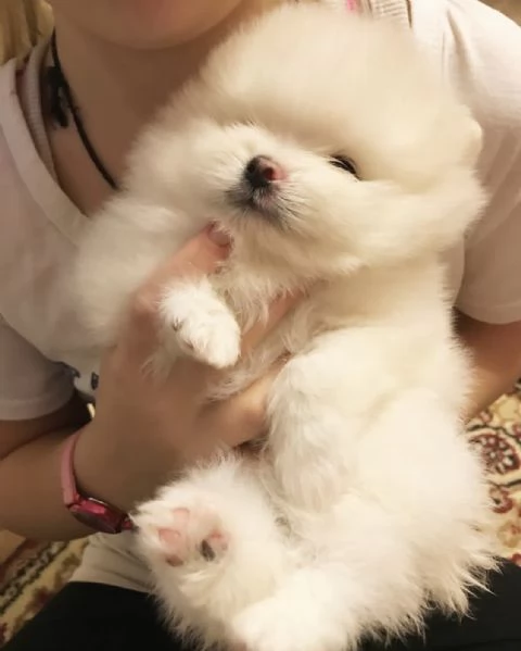 Cuccioli di Pomerania Volpino Mini Toy | Foto 0