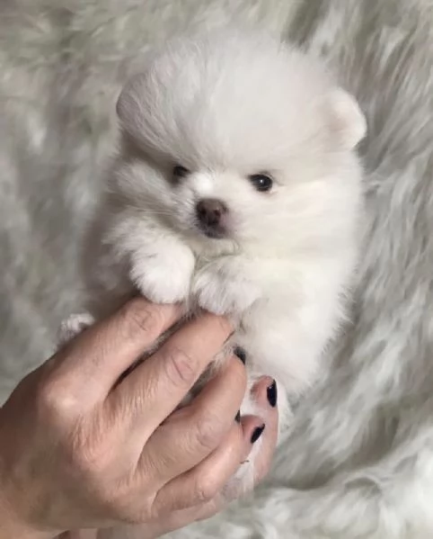 Cuccioli di Pomerania Volpino Mini Toy