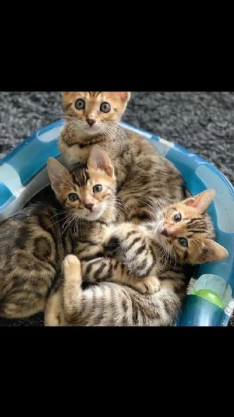 Gattino del Bengala maschio e femmina di razza pura | Foto 3