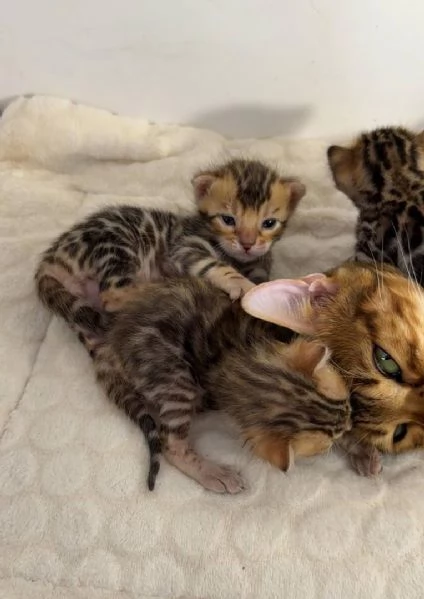Gattino del Bengala maschio e femmina di razza pura | Foto 1