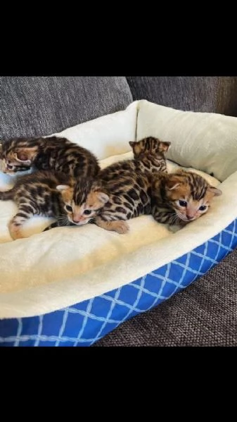 Gattino del Bengala maschio e femmina di razza pura